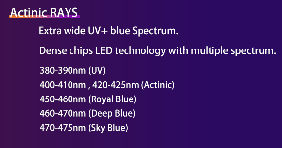 ZOOX RAYS SPOTLIGHT