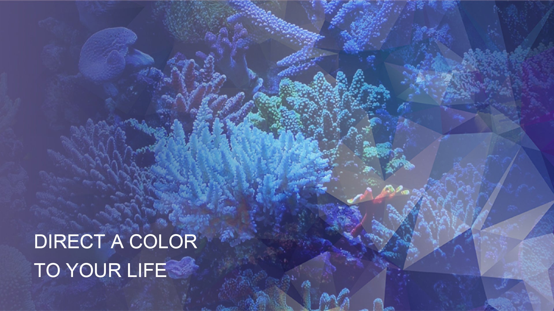 ZOOX AQUARIUM ONLINE STORE @ North America – ZOOX Aquarium